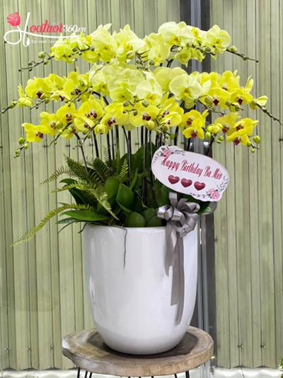 Yellow phalaenopsis orchid pot - Happiness