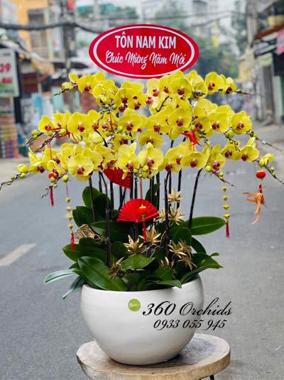 Yellow phalaenopsis orchid pot - Good Luck