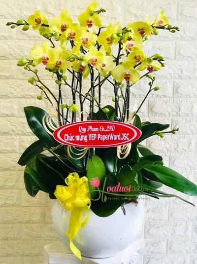 Tet orchid phalaenopsis pot - The meeting