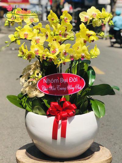 Yellow phalaenopsis orchid pot - Shining