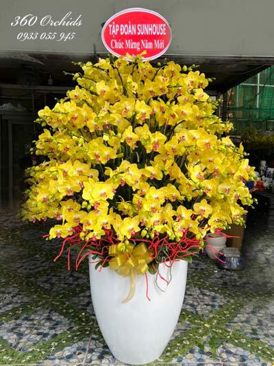 Yellow phalaenopsis orchid pot - Mighty