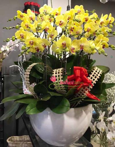 Yellow phalaenopsis orchid pot - Sustainability