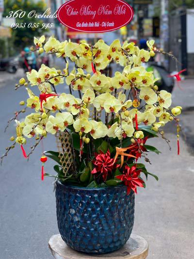 Yellow phalaenopsis orchid pot - Effort