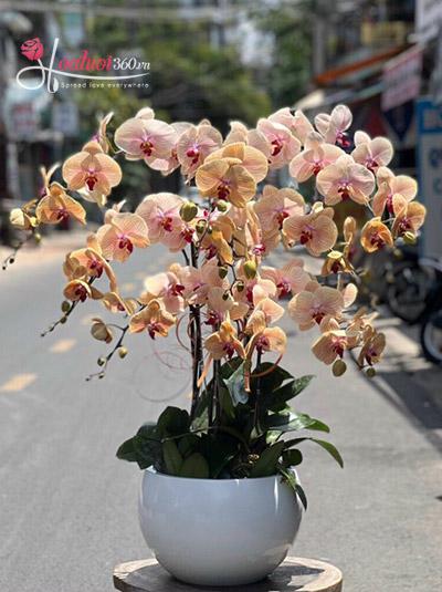 Yellow phalaenopsis orchid pot - Affectionately