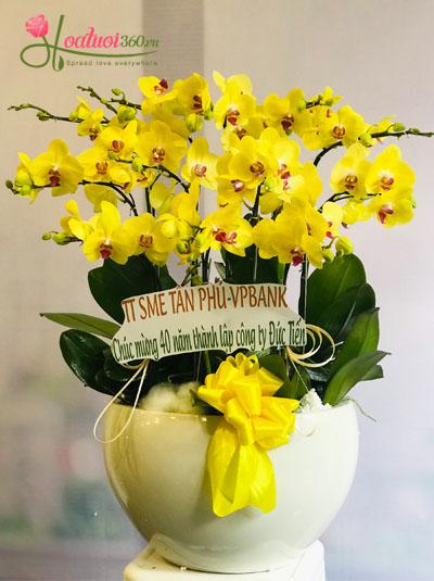 Yellow phalaenopsis orchid pot - Glorious