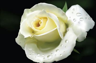 Điều thú vị từ hoa hồng trắng, bạn có biết?
