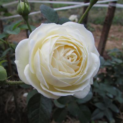 Khám phá ý nghĩa hoa hồng trắng - nét đẹp thuần khiết!!