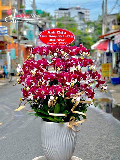 Purple phalaenopsis orchid pot - Happy birthday!