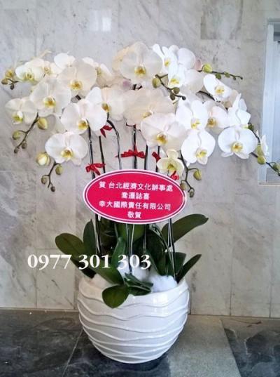 LAN HỒ ĐIỆP TẶNG TÂN GIA