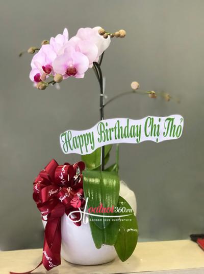 Mini pink phalaenopsis orchid pot - Monochrome