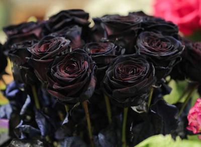 Tìm hiểu các loài hoa màu đen quý nhất hiện nay