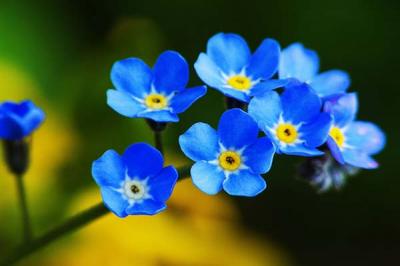 Top 10 loài hoa màu xanh tuyệt đẹp