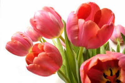 Tư vấn chọn hoa tulip làm hoa mừng tốt nghiệp