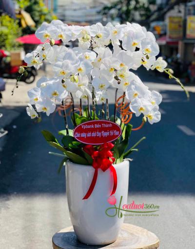 White phalaenopsis orchid pot - Sunbathing