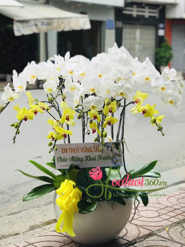 Phalaenopsis orchid pot - Success
