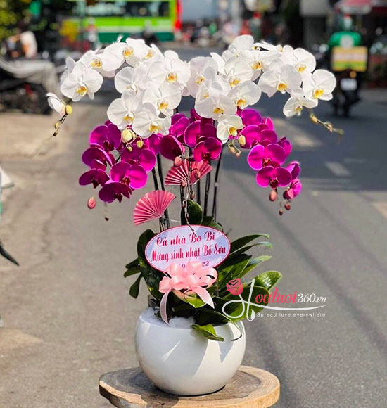 Phalaenopsis orchid pot - Joyful