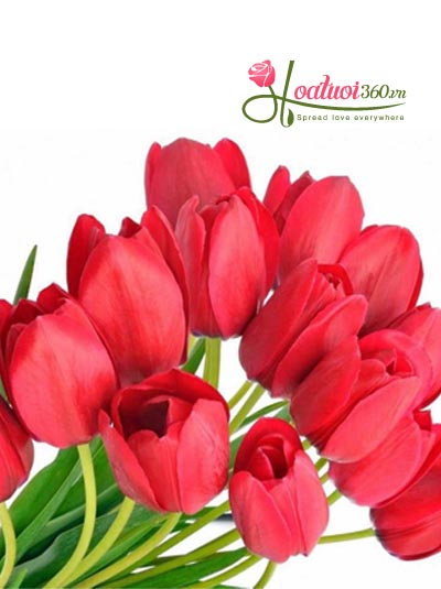 Thông tin cơ bản về hoa tulip đỏ