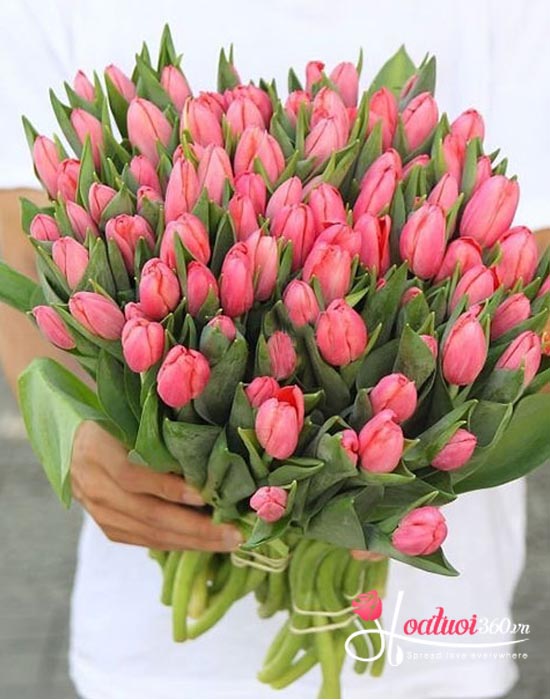 Công dụng của hoa tulip hồng