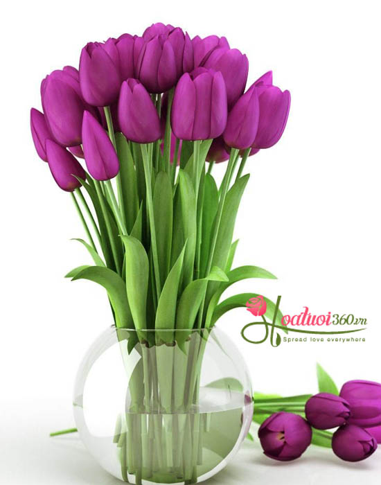 Ý nghĩa của hoa tulip tím