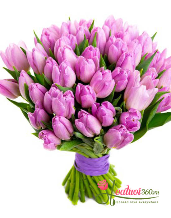 Công dụng của hoa tulip tím