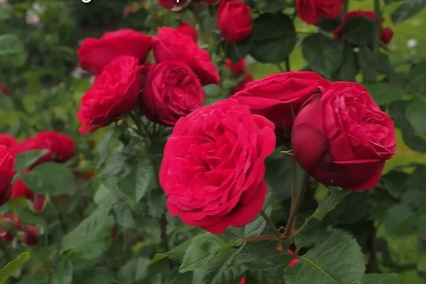 hoa hồng ngoại Red Piano Rose đỏ rực
