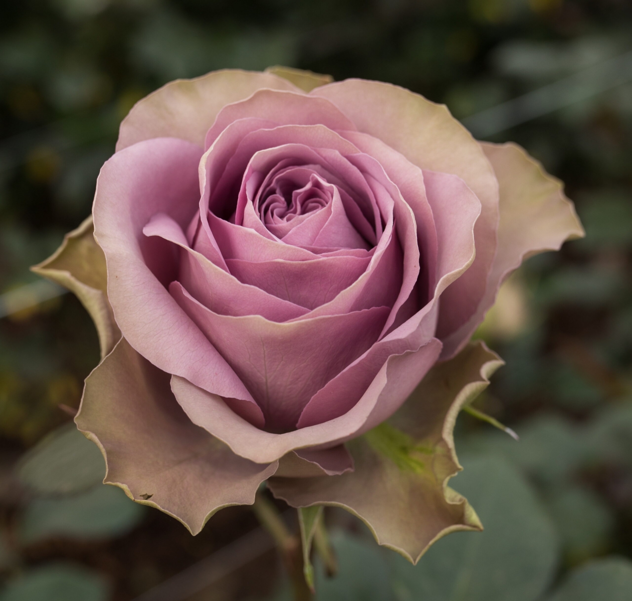  Unique ecuadorian Amnesia Garden Roses