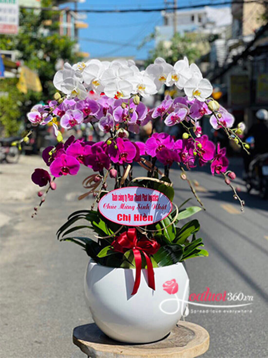 Phalaenopsis orchid pot - All good things