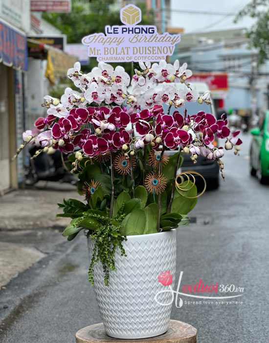 Phalaenopsis orchid pot - Hope