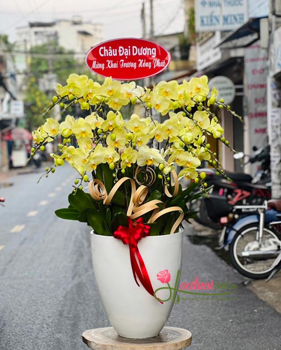 Yellow phalaenopsis orchid pot - Flavor