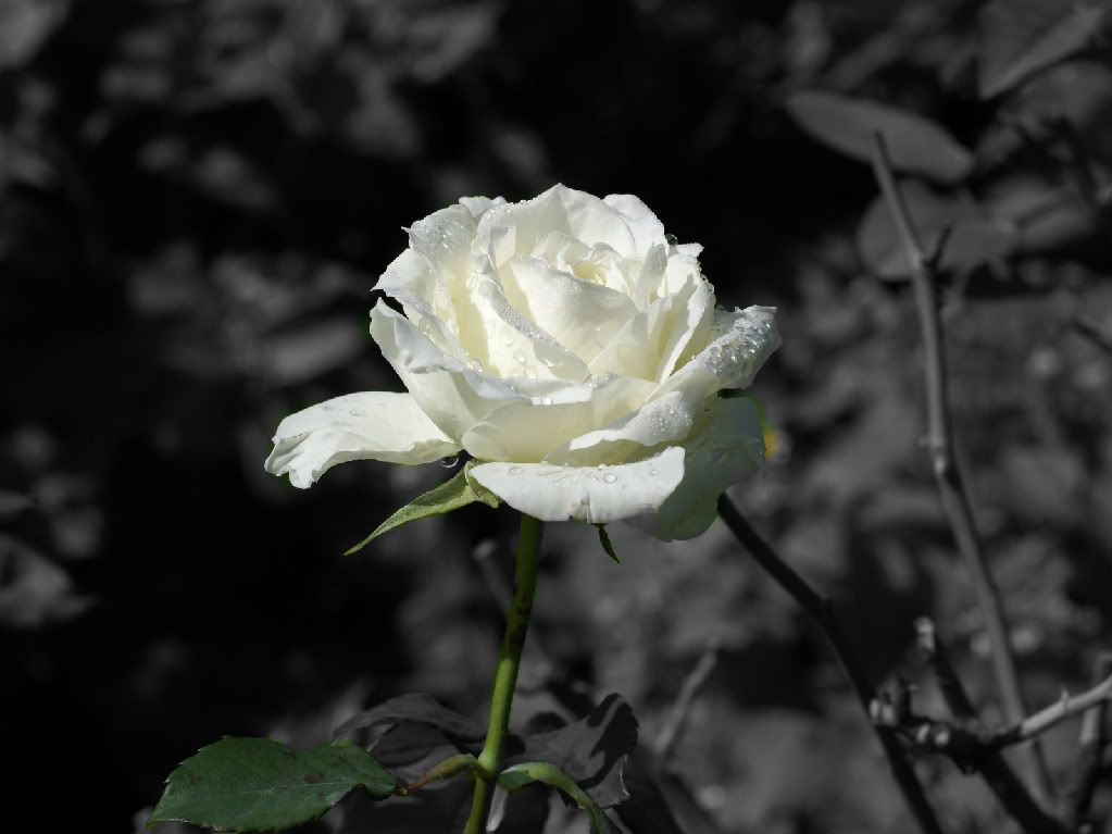 Bông hoa hồng trắng có ý nghĩa gì?