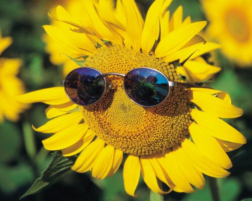 The legend of sunflowers associated with love