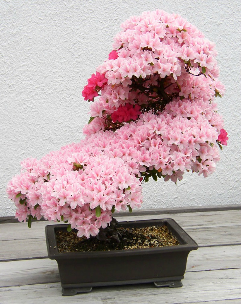 Kích thước đỗ quyên bonsai khoảng từ 20cm – 1m