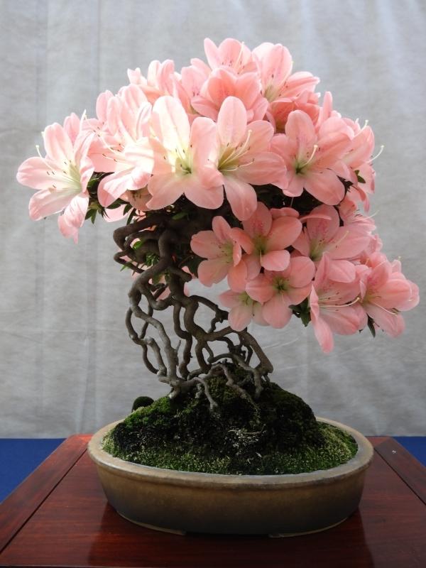 Chậu hoa đỗ quyên bonsai Nhật Bản