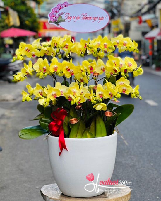 Yellow phalaenopsis orchid pot - Aura