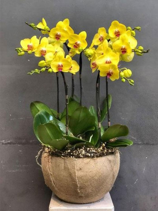 Beautiful and meaningful table gold phalaenopsis pot for girlfriends