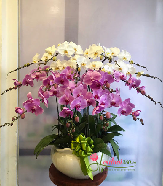 Phalaenopsis orchid pot - Lovely purple