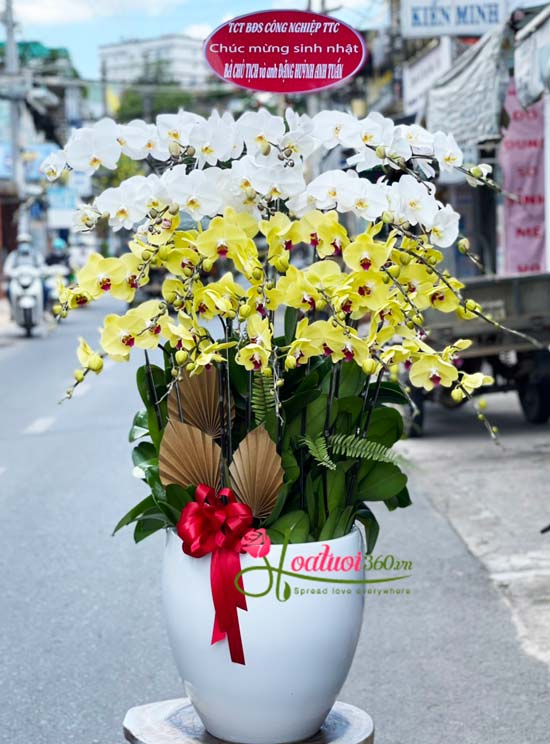 Phalaenopsis orchid pot - For you