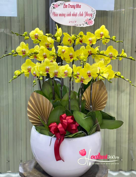 Yellow phalaenopsis orchid pot - Passion