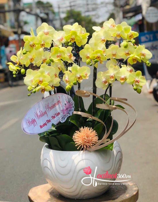 Yellow phalaenopsis orchid pot - Fortune