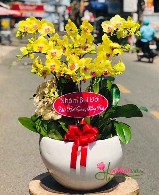 Yellow phalaenopsis orchid pot - Shining