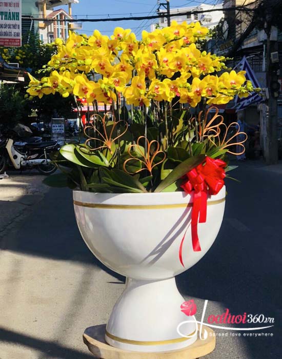 Yellow phalaenopsis orchid pot - Eternal beautiful 