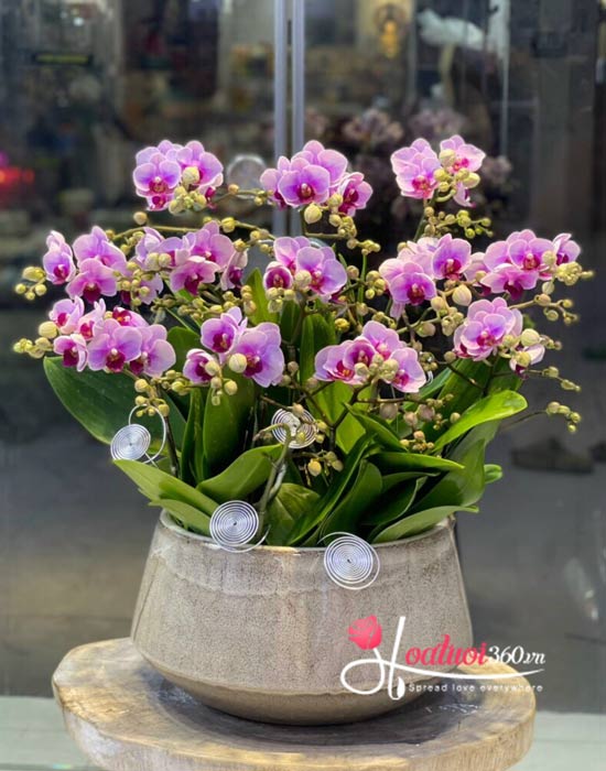 Mini phalaenopsis orchid pot - Presentable
