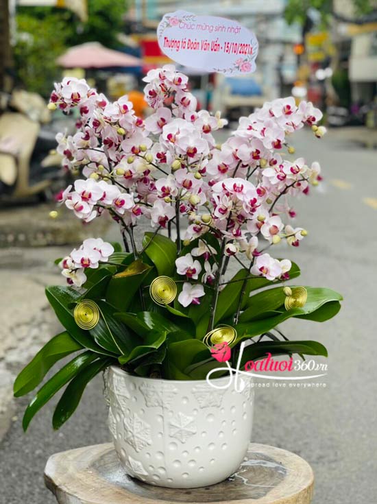 Mini phalaenopsis orchid pot - Happy day