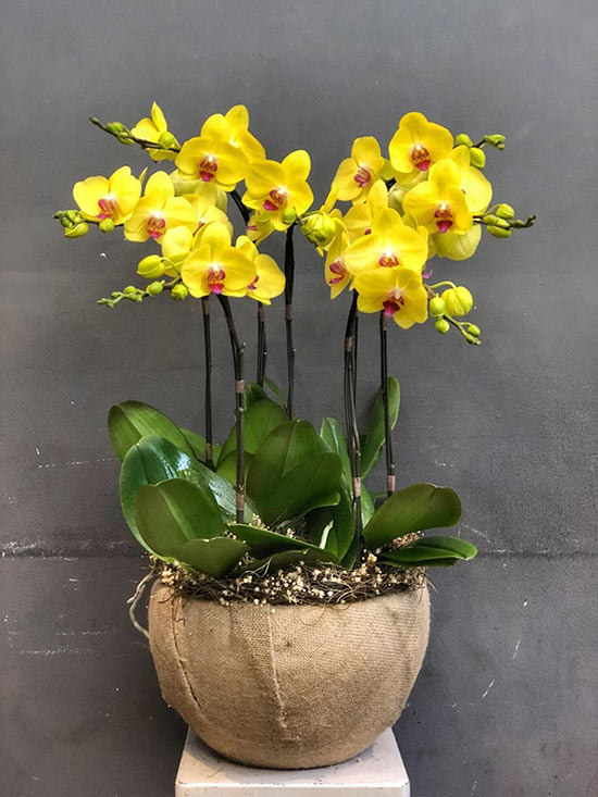 Exquisite yellow phalaenopsis orchid pot