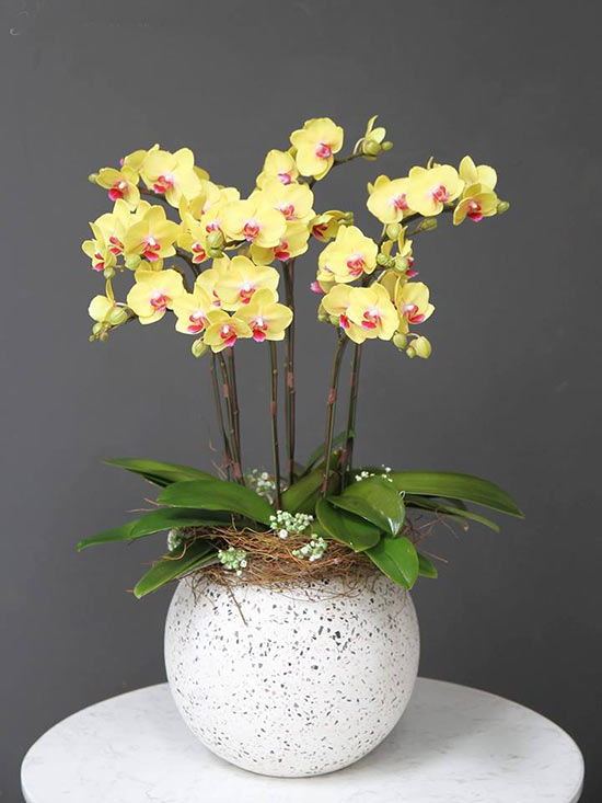 Luxurious phalaenopsis orchid pots