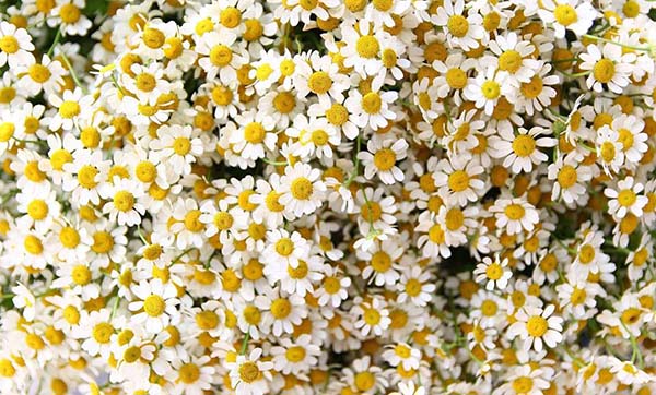 Tana daisy are like little suns in the autumn weather