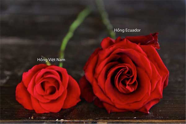 Đặc điểm nhận dạng hoa hồng Ecuador