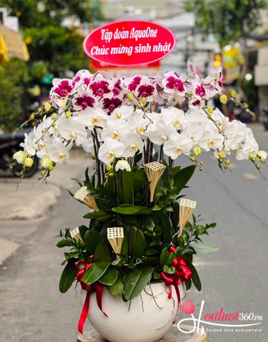 Phalaenopsis orchid pot - Forever love