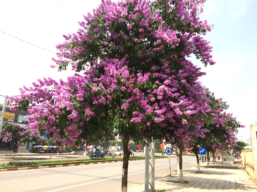 hoa bằng lăm tím đẹp xinh