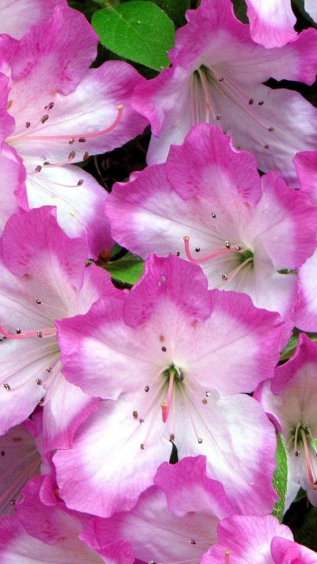 Hoa đỗ quyên hồng phấn đẹp dàng tặng cô gái dịu dàng